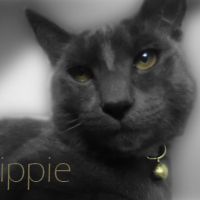 Photo #250549 de Hippie