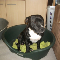 Photo #250572 de Gallion dit roy