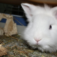 Photo #250575 de Teddy