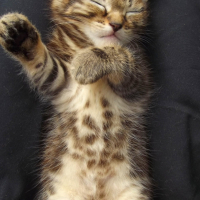 Photo #250594 de Alvin
