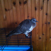 Photo #250600 de Zazu