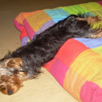 LA_VIE_DE_CHIEN_005