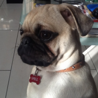 Photo #250673 de Spike