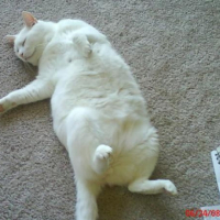 Photo #250695 de Ginger
