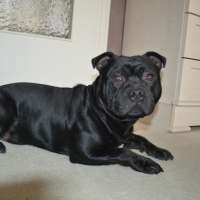 Photo #250706 de Ghost ricon 