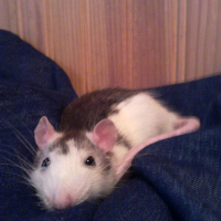 Photo #250715 de Olive