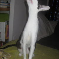 Photo #250728 de Ever