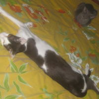 Photo #250731 de Ever