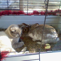 Photo #250739 de Kiwi
