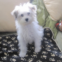 Photo #250753 de Youki