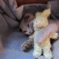 Photo #250875 de Choupy
