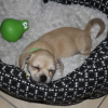 Le petit dodo :)