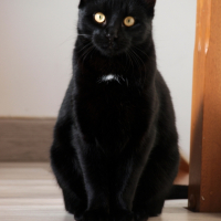 Photo #250924 de Spiro