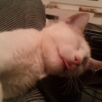 Photo #250929 de Minette