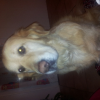Photo #250994 de Polkan