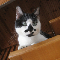 Photo #251014 de Moustache