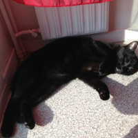 Photo #251076 de Spiro