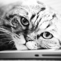 Photo #251212 de Baggy