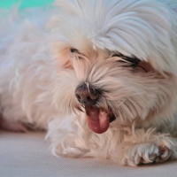Photo #251214 de Loucky