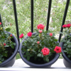 Vegas chouette les nouveaux rosiers de maman
