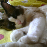 Photo #251319 de Figolu