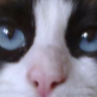 Photo #251320 de Figolu