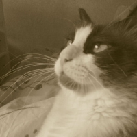 Photo #251321 de Figolu