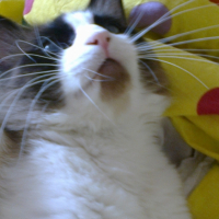 Photo #251322 de Figolu
