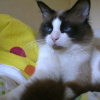 Photo #251323 de Figolu