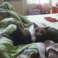Photo #251324 de Figolu