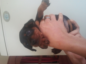 Ippy a 2 semaines - Pinscher Nain