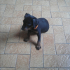 Ippy (19-07-2013)