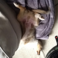 Photo #251377 de Ioko 