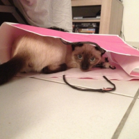 Photo #251389 de Yuna
