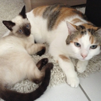 Photo #251390 de Yuna