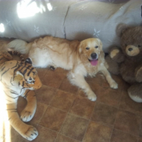 Photo #251408 de Genzo