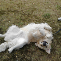 Photo #251409 de Genzo