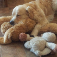 Photo #251410 de Genzo