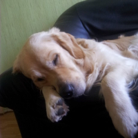 Photo #251412 de Genzo