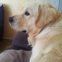 Photo #251413 de Genzo