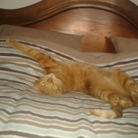 Photo #251462 de Tigrou