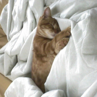 Photo #251463 de Tigrou