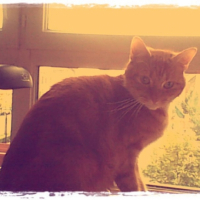 Photo #251475 de Tigrou