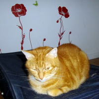 Photo #251481 de Tigrou