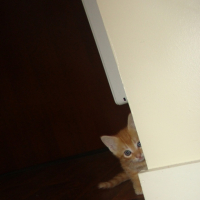 Photo #251499 de Texas