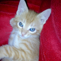 Photo #251505 de Texas