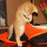 Photo #251507 de Texas