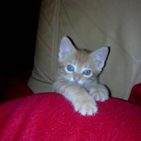 Photo #251508 de Texas