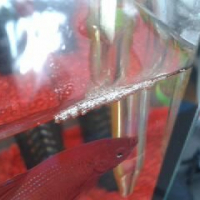 Photo #251522 de Mon betta