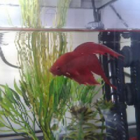 Photo #251523 de Mon betta